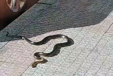 Una serpiente se pasea por Durango