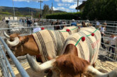 Boroa se prepara para su feria ganadera y artesana con exhibiciones, música y sabor local