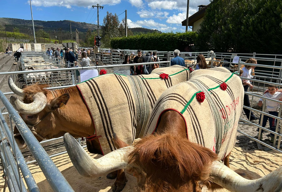 Boroa se prepara para su feria ganadera y artesana con exhibiciones, música y sabor local